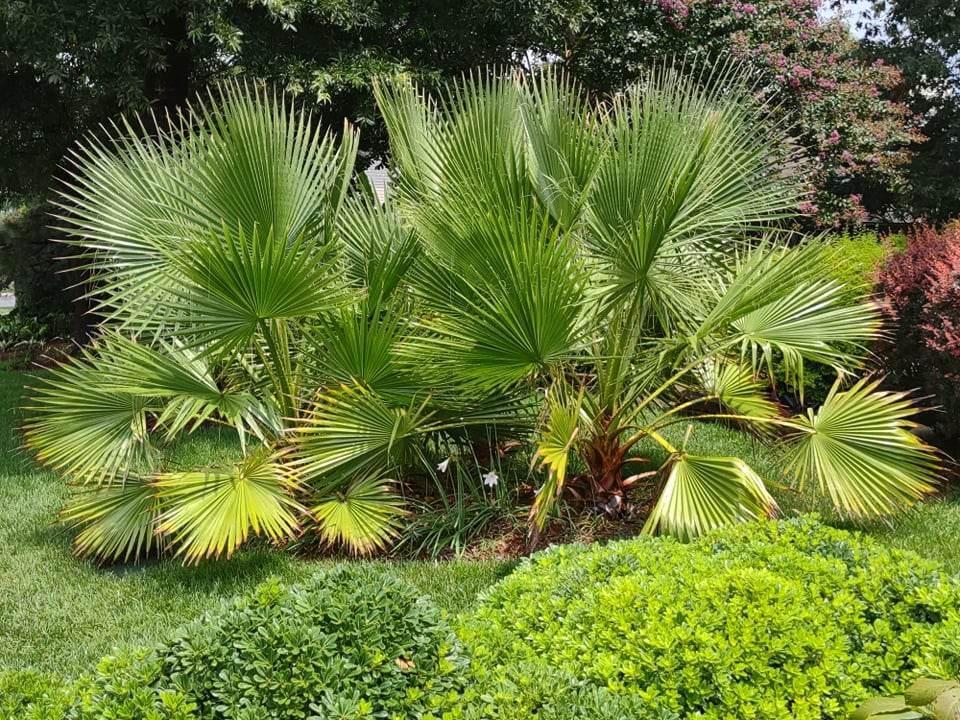 Fan Palm